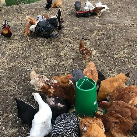 Retiro Dos Cedros - Vinhas Fogueira