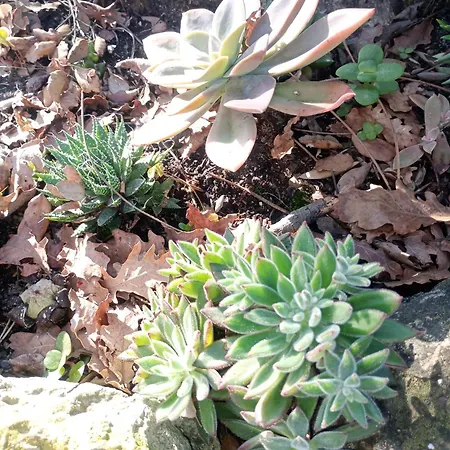 Retiro Dos Cedros - Vinhas 3* Fogueira