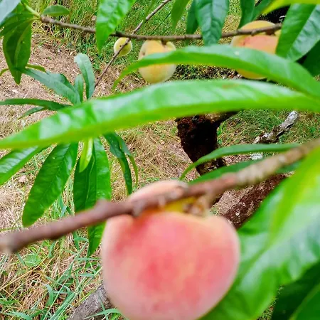 Retiro Dos Cedros - Vinhas Couette-café 3*