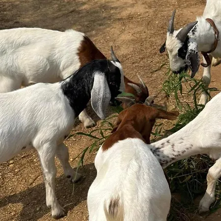 Retiro Dos Cedros - Vinhas Couette-café Fogueira