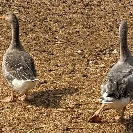 Retiro Dos Cedros - Vinhas Fogueira