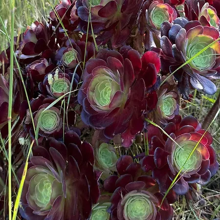 Retiro Dos Cedros - Vinhas