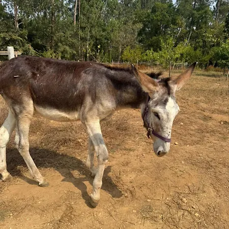 Retiro Dos Cedros - Vinhas 3*