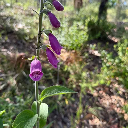 Retiro Dos Cedros - Vinhas Fogueira